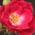 Ružová - Záhonová ruža - polyanta - Dopey